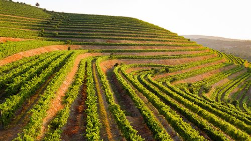 Viñedos Altos de Torona
