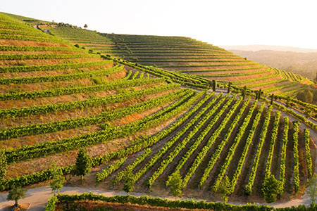 Bodega Altos de Torona